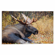 Moose Bull With Big Antlers, Male, Resting, Alaska, USA Rugs 59234533
