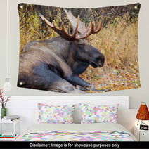 Moose Bull With Big Antlers, Male, Resting, Alaska, USA Wall Art 59234533