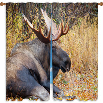Moose Bull With Big Antlers, Male, Resting, Alaska, USA Window Curtains 59234533