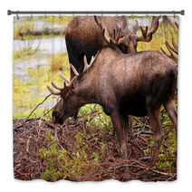 Moose Eating A Meal In Alaska Bath Decor 2969321