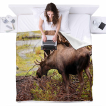 Moose Eating A Meal In Alaska Blankets 2969321