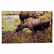 Moose Eating A Meal In Alaska Rugs 2969321