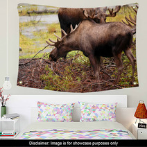 Moose Eating A Meal In Alaska Wall Art 2969321