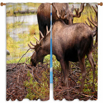 Moose Eating A Meal In Alaska Window Curtains 2969321