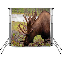 Moose In Alaska Backdrops 2957782