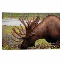 Moose In Alaska Rugs 2957782