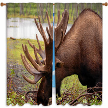 Moose In Alaska Window Curtains 2957782