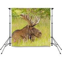 Moose In The Meadow Backdrops 52155880
