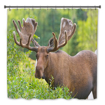 Moose In Velvet Feeding In The Wilderness Bath Decor 51494636
