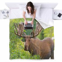 Moose In Velvet Feeding In The Wilderness Blankets 51494636