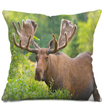 Moose In Velvet Feeding In The Wilderness Pillows 51494636
