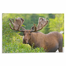 Moose In Velvet Feeding In The Wilderness Rugs 51494636