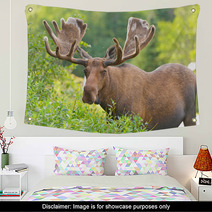 Moose In Velvet Feeding In The Wilderness Wall Art 51494636