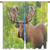 Moose In Velvet Feeding In The Wilderness Window Curtains 51494636