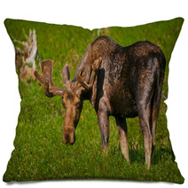 Moose Pillows 38858237