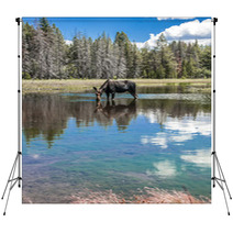 Moose Standing In Reflecting Lake Backdrops 67103644