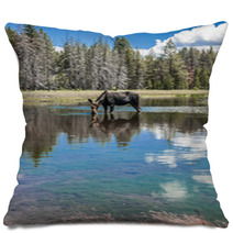 Moose Standing In Reflecting Lake Pillows 67103644