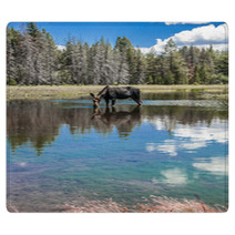 Moose Standing In Reflecting Lake Rugs 67103644