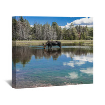 Moose Standing In Reflecting Lake Wall Art 67103644
