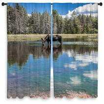 Moose Standing In Reflecting Lake Window Curtains 67103644