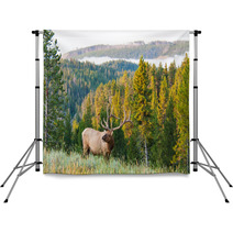 Morning Elk Backdrops 55751453