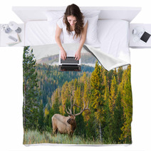 Morning Elk Blankets 55751453