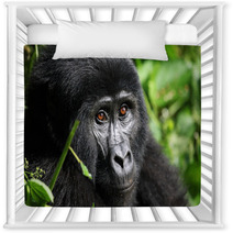 Mountain Gorilla  Bwindi Uganda Nursery Decor 47558991