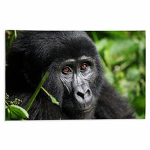 Mountain Gorilla  Bwindi Uganda Rugs 47558991