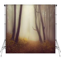 Mysterious Foggy Forest With A Fairytale Look Backdrops 63658689