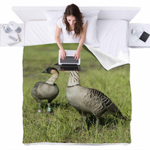 Nene Geese In Hawaii Blankets 98999557