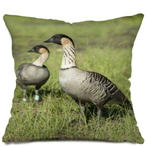 Nene Geese In Hawaii Pillows 98999557