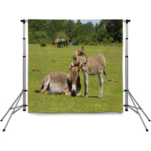 New Forest Hampshire England UK Mother And Baby Donkey Summer Sunshine Backdrops 85720363