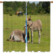 New Forest Hampshire England UK Mother And Baby Donkey Summer Sunshine Window Curtains 85720363