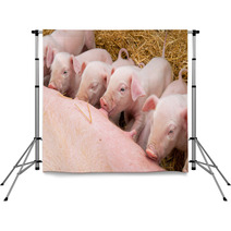 Newborn Piglets Suck The Breasts Of His Mother. Backdrops 47709299