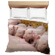 Newborn Piglets Suck The Breasts Of His Mother. Bedding 47709299