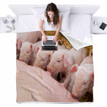 Newborn Piglets Suck The Breasts Of His Mother. Blankets 47709299
