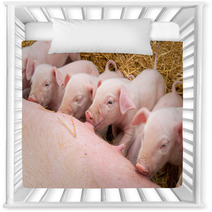 Newborn Piglets Suck The Breasts Of His Mother. Nursery Decor 47709299