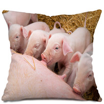 Newborn Piglets Suck The Breasts Of His Mother. Pillows 47709299