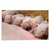 Newborn Piglets Suck The Breasts Of His Mother. Rugs 47709299