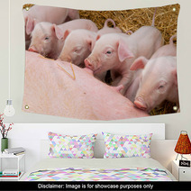 Newborn Piglets Suck The Breasts Of His Mother. Wall Art 47709299
