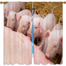 Newborn Piglets Suck The Breasts Of His Mother. Window Curtains 47709299
