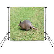 Nine-banded Armadillo Is The Lawn Backdrops 97238599
