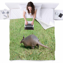 Nine-banded Armadillo Is The Lawn Blankets 97238599