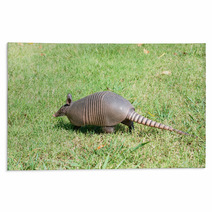 Nine-banded Armadillo Is The Lawn Rugs 97238599