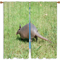Nine-banded Armadillo Is The Lawn Window Curtains 97238599