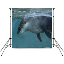 North American River Otter (Lontra Canadensis). Backdrops 73553399