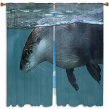 North American River Otter (Lontra Canadensis). Window Curtains 73553399