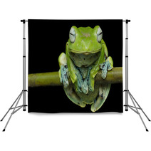 Nurhayati Flying Frog, (Rhacophorus Norhayatii) Backdrops 92534790