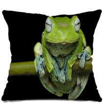 Nurhayati Flying Frog, (Rhacophorus Norhayatii) Pillows 92534790