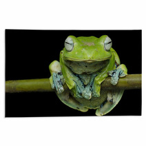 Nurhayati Flying Frog, (Rhacophorus Norhayatii) Rugs 92534790